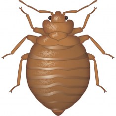 Bed Bug